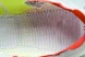 Adidas Adizero Takumi Sen 10 M IH5712 