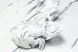 Asics Nova Surge 3 1061A049-750 